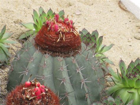 圓柱仙人掌屬|仙人掌科 Cactaceae 